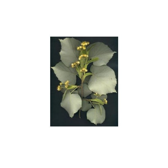 Msa Tilia Tomentosa 50Ml