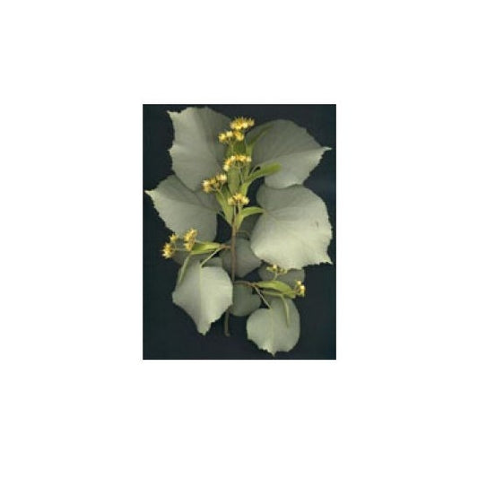 Msa Tilia Tomentosa 50Ml