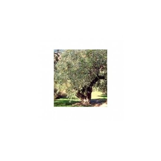 Tsa Olea Europea 50Ml Herbopl