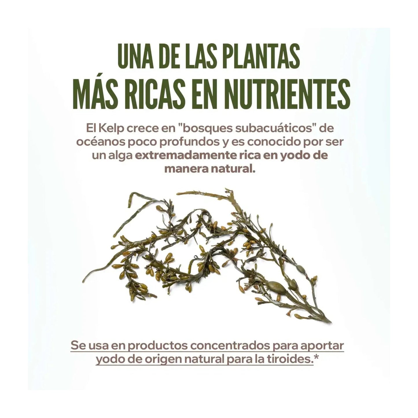 HSN Kelp en Polvo 150 g
