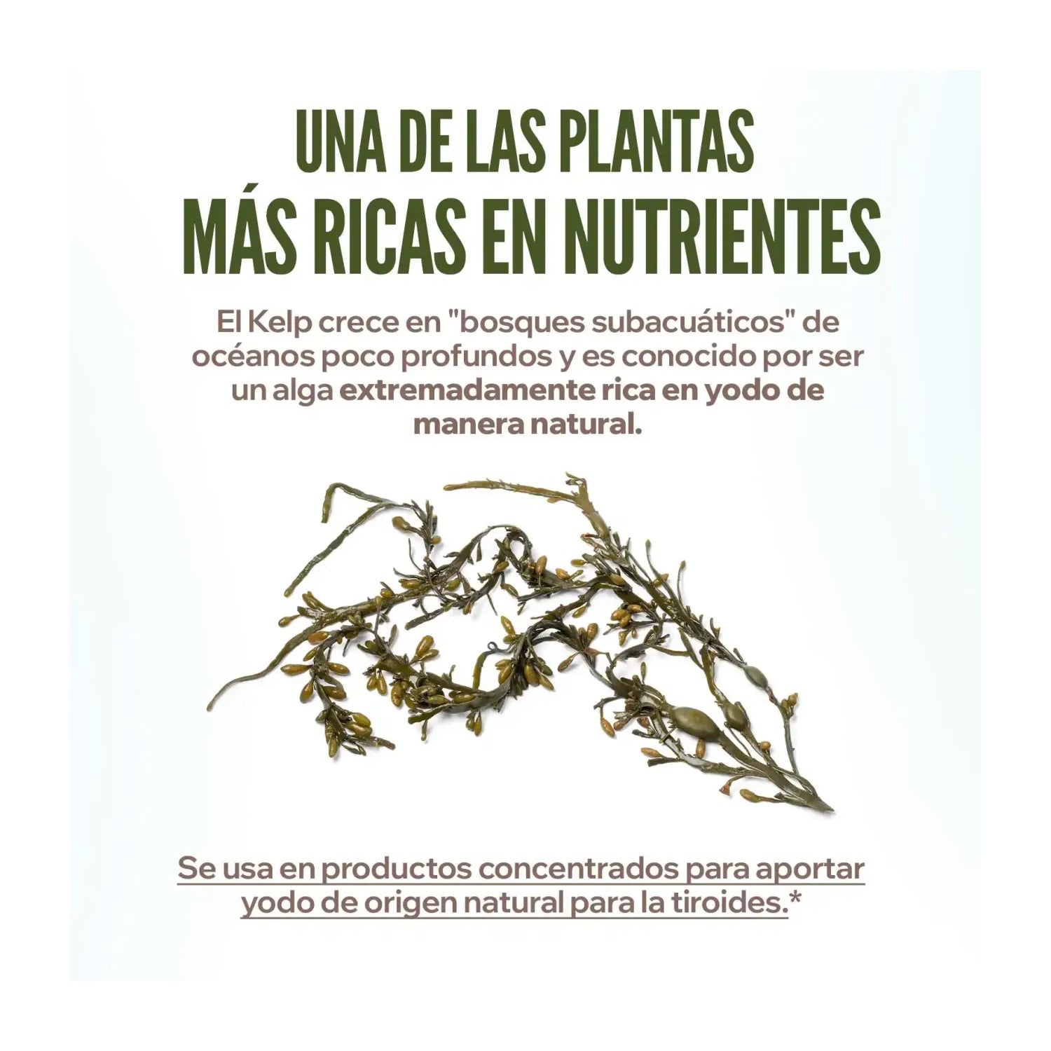 HSN Kelp en Polvo 150 g