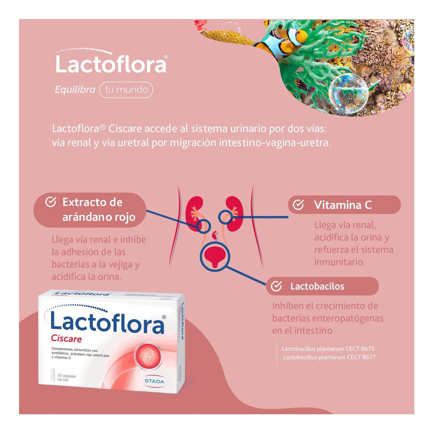 Lactoflora Ciscare 30caps
