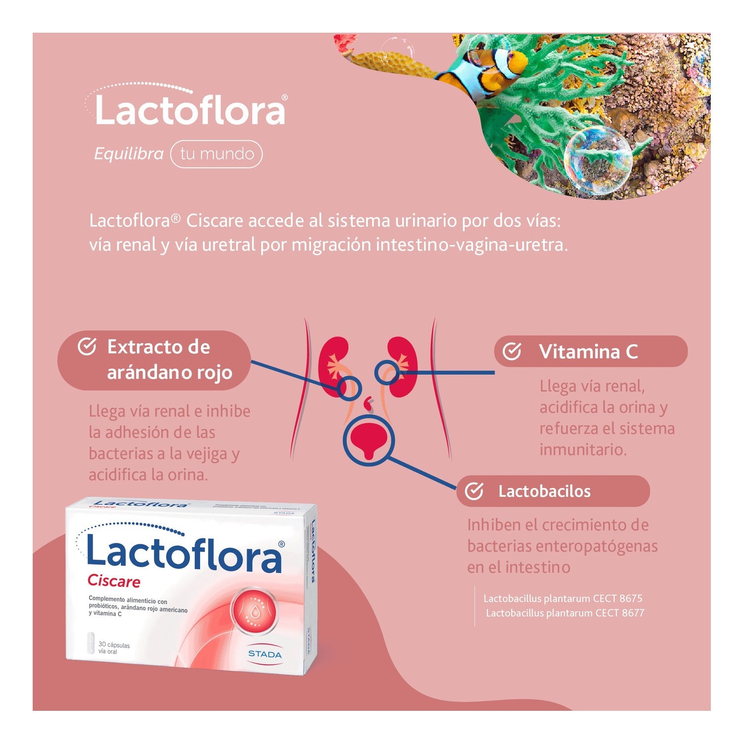 Lactoflora Ciscare 30caps