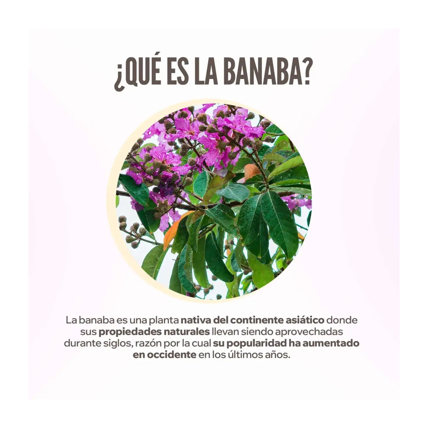 HSN Extracto de Banaba 10:1 500mg 120vcaps
