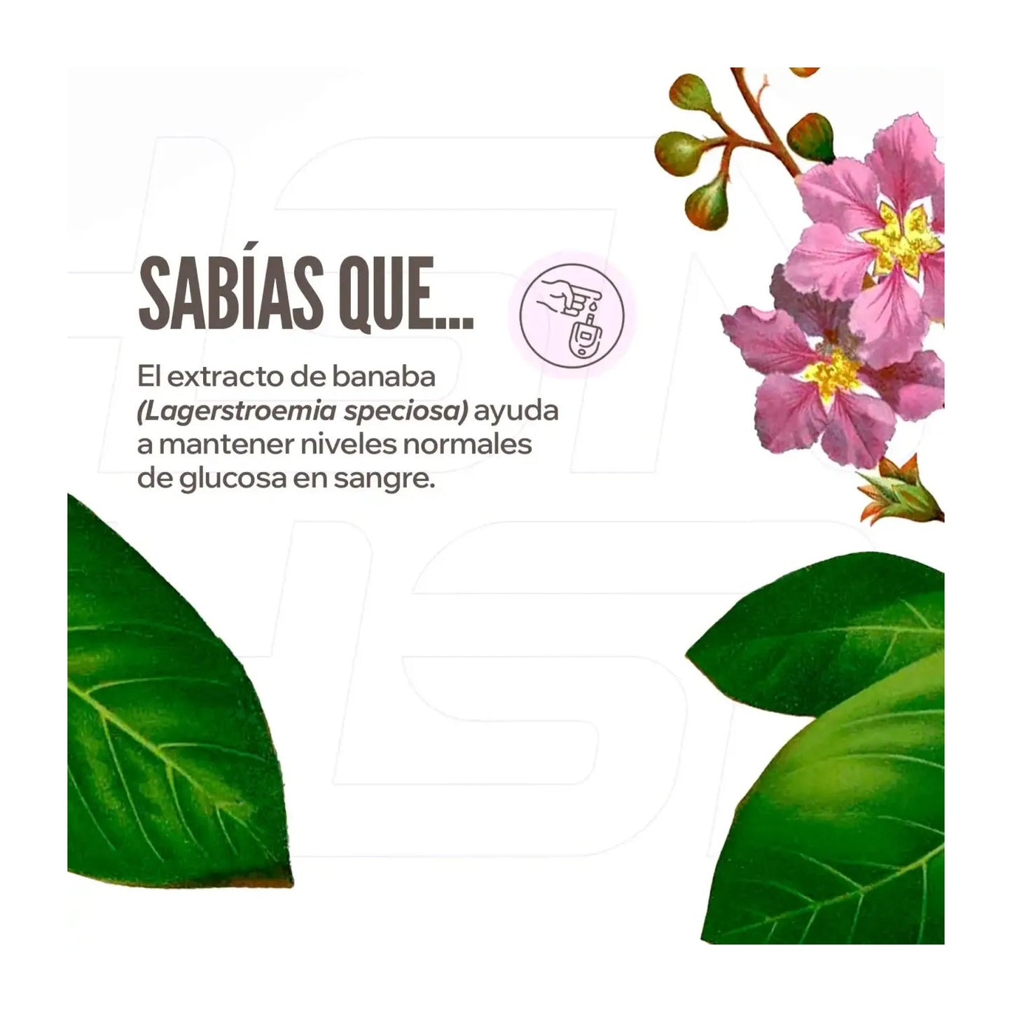 HSN Extracto de Banaba 10:1 500mg 120vcaps