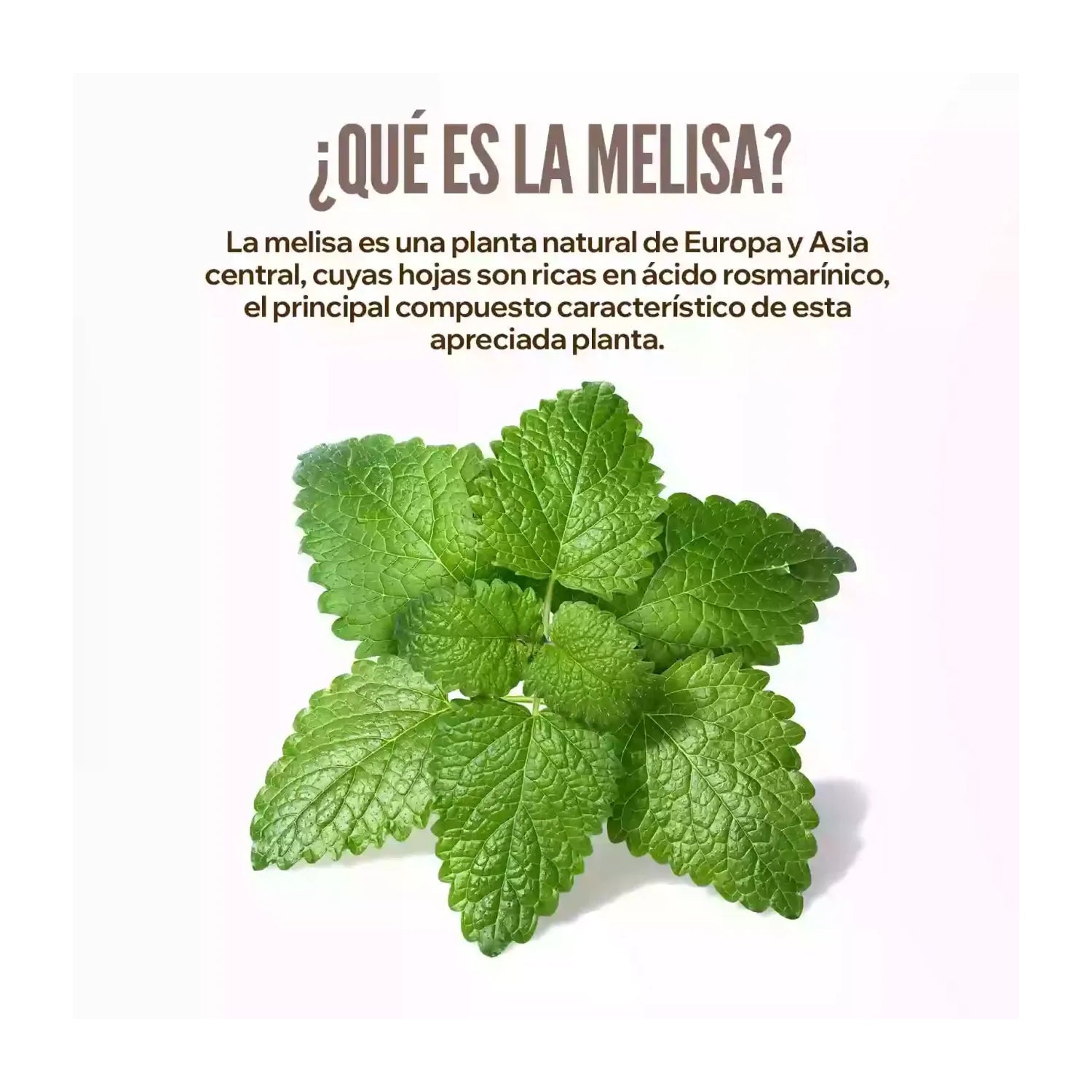 HSN Extracto de Melisa 15:1 500mg 120vcaps