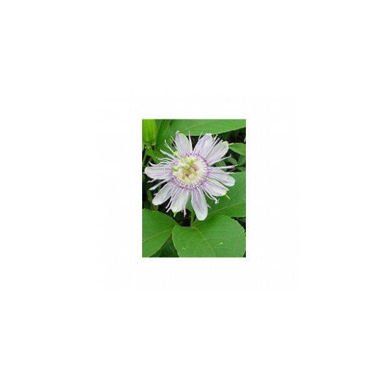 Tsa Passiflora Incarnata 50 ml