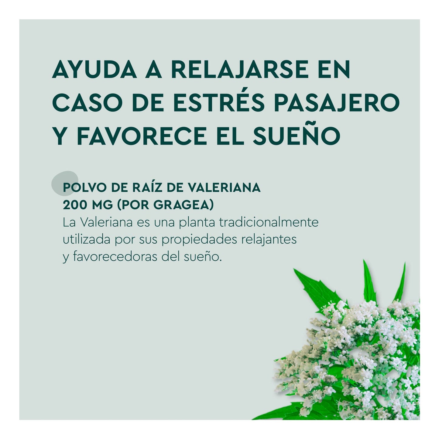 Kneipp Valeriana Classic 60uds