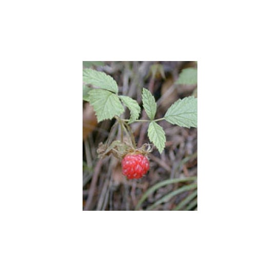 Msa Rubus Idaeus 50 ml