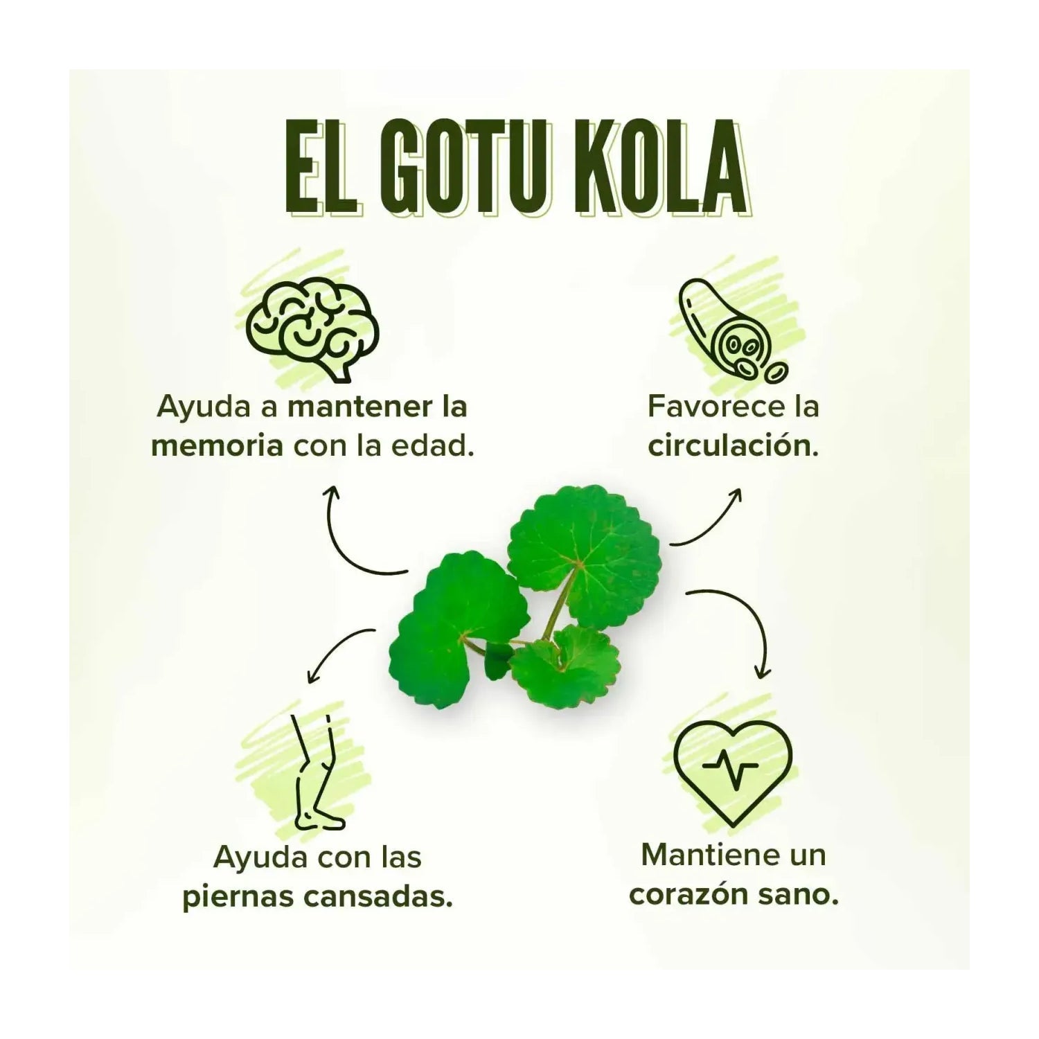HSN Extracto de Gotu Kola 65:1 150mg 120vcaps