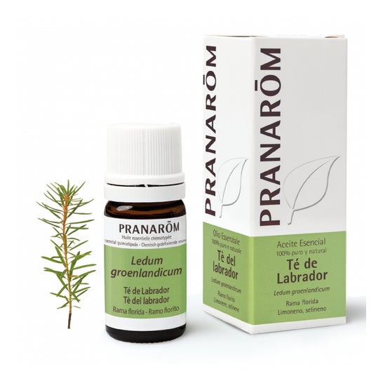 Pranarôm Aceite Esencial de Té de Labrador 5 ml