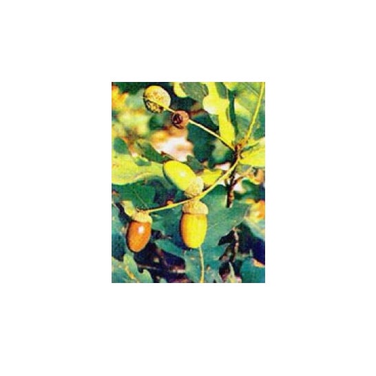 Msa Quercus Peduncol 50 ml