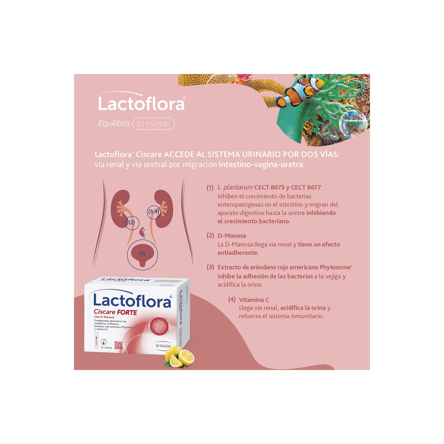 Lactoflora Ciscare Forte 10 sobres