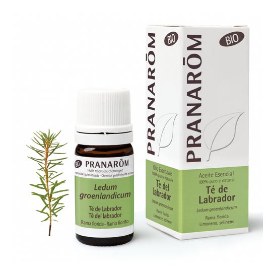 Pranarôm Aceite Esencial de Té de Labrador BIO 5 ml